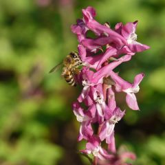 Biene auf Lerchensporn-Blüte. (25.3.2012)