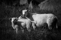Schafe - ständige Begleiter auf den Lofoten in Nordnorwegen.