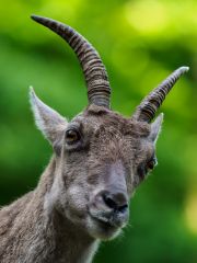 Alpensteinbock - Portrait (Capra ibex)