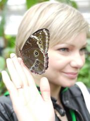 Schmetterlings-Porträt