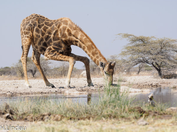 Trinkende Giraffe.jpg