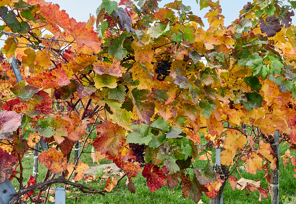 Herbstlaub Weingarten