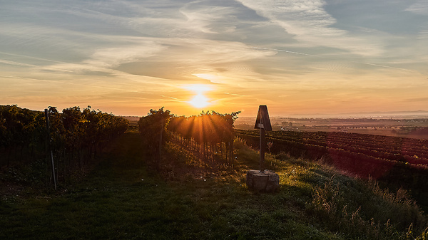 Sonnenaufgang in den Weingärten im Kamptal